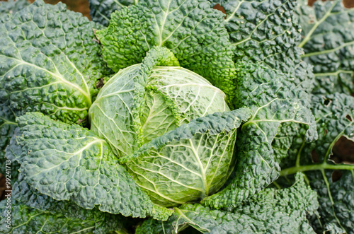 Fresh cabbage in the organic farm