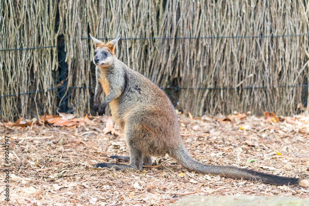 Fototapeta premium Kangaroo on a park, Australia