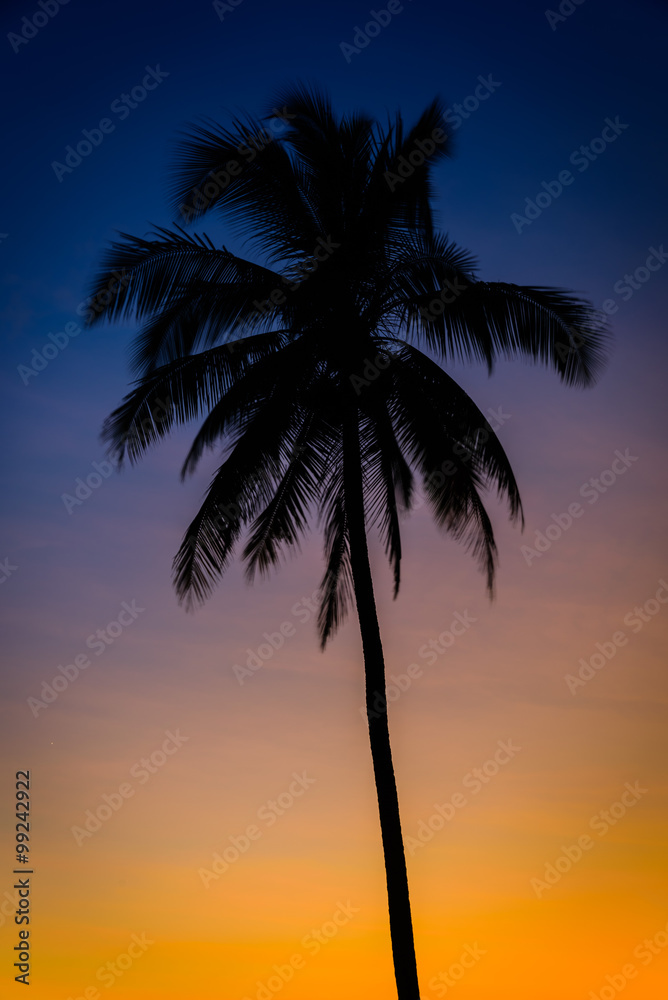 Silhouette coconut palm trees at twilight time