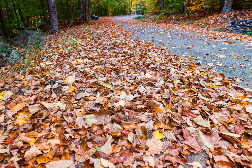 Autumnal landscape. Leaves and trees background, red foliage Autumnal landscape. Leaves and trees background, red foliage