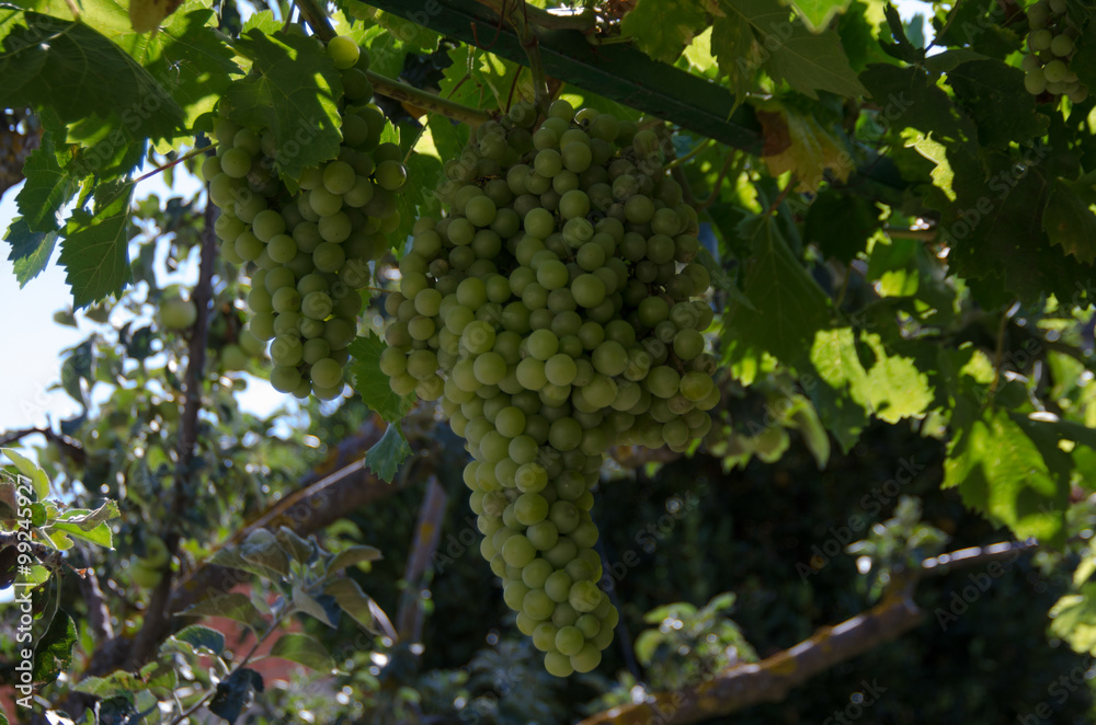 Obraz premium COSECHA CASTILLA TRIGO