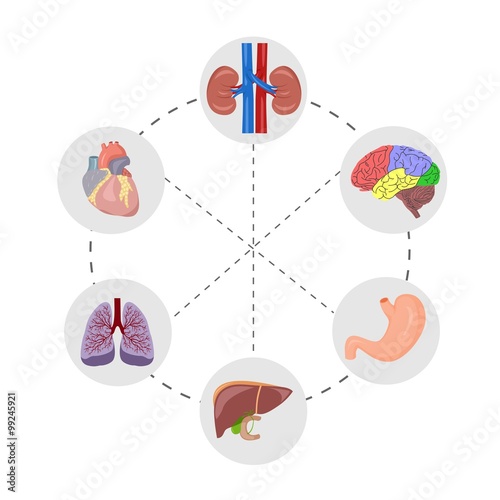 the human anatomy