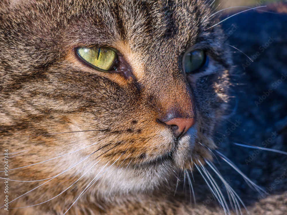 Cat portrait Cat portrait