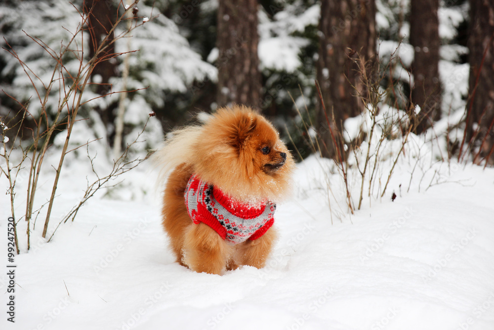 Cute pomeranian dog in the winter forest. Dog in snowy forest. Clever dog Cute pomeranian dog in the winter forest. Dog in snowy forest. Clever dog