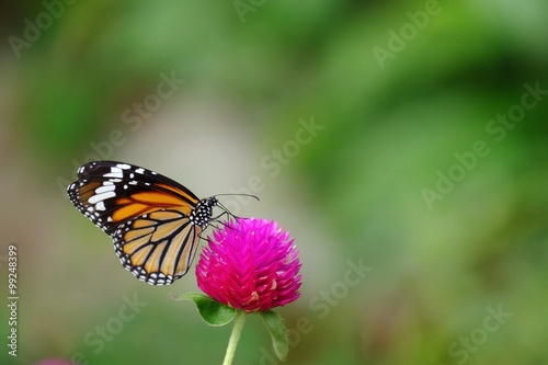 Butterfly on pink flower © madcat_madlove