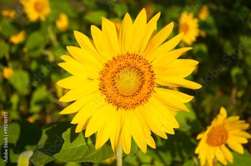 sunflower on the sunshine