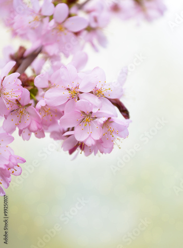 A branch with pink flowers of Japanese Sakura on a light green background