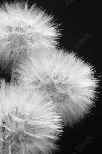 Fototapeta Naklejka Na Ścianę i Meble -  Dandelions close-up on dark