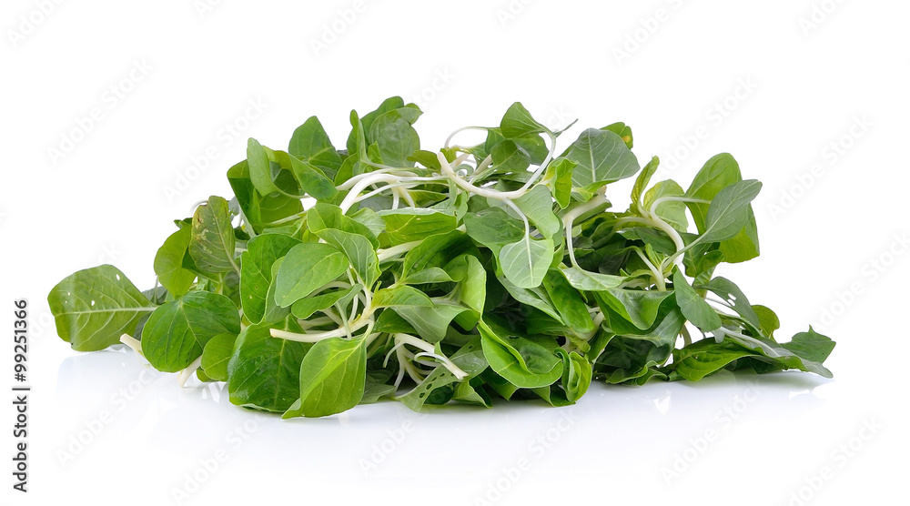 spinach on white background spinach on white background
