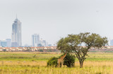 Giraffe im Nairobi Nationalpark im Hintergrund die Skyline