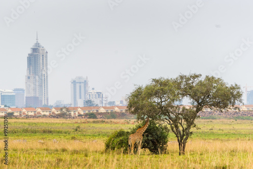 Obraz na płótnie Giraffe im Nairobi Nationalpark im Hintergrund die Skyline w salonie