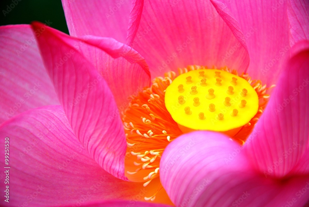 Blooming lotus 