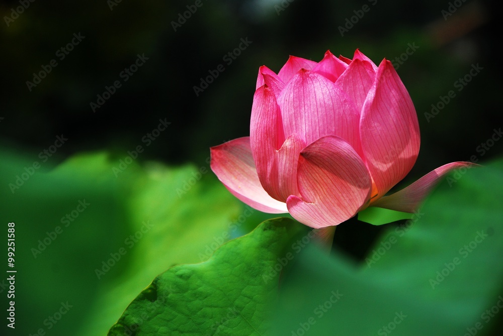 Blooming lotus 