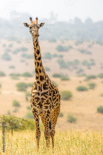 Ganzk  rperaufnahme einer Giraffe