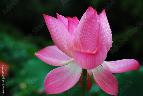 Blooming lotus 
