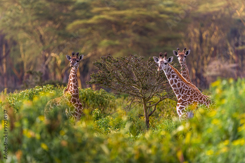 Drei neugierige Giraffen