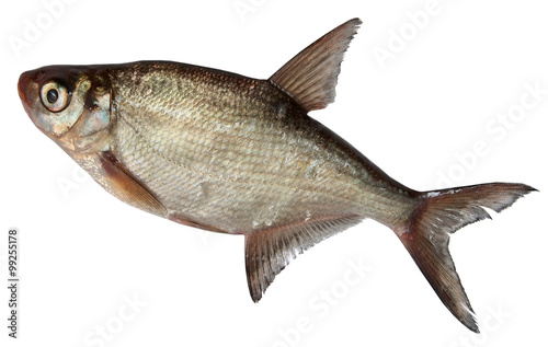 River Fish Isolated on white background. roach, Bream