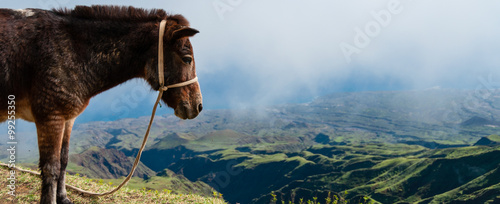 Closeup Donkey standing sideways on mountain above the clouds of cape verde island