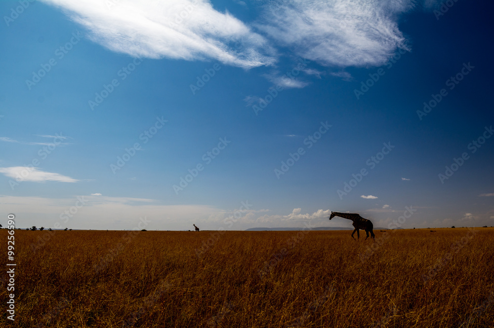 Gegenlichtaufnahme einer Giraffe in der Masai Mara