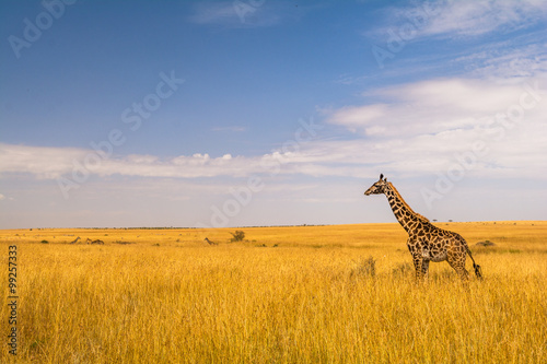 Obraz na płótnie Giraffe in der Masai Mara w salonie