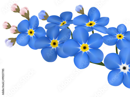 branch of blue forget-me-not flowers isolated - vector illustration
