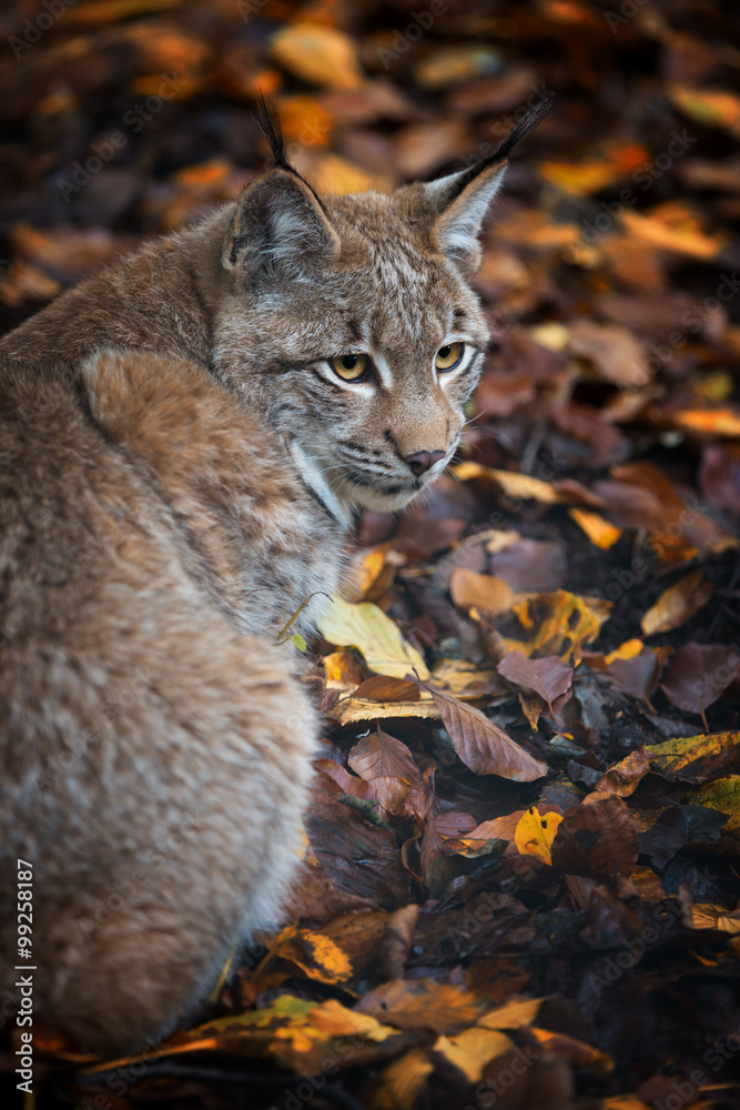 Luchs im Wald Luchs im Wald