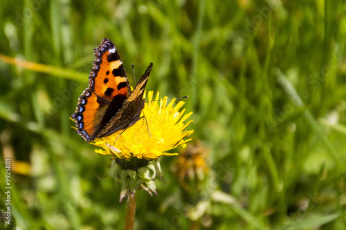 Vanessa dell'ortica