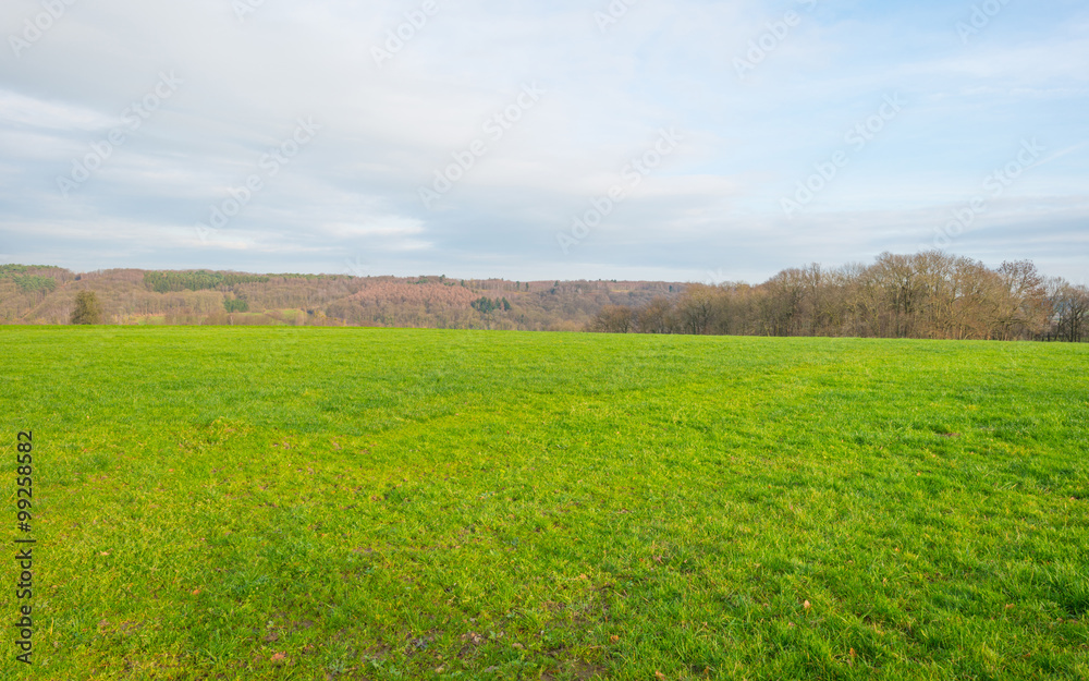 Fototapeta premium Sunny meadow on a hill in winter