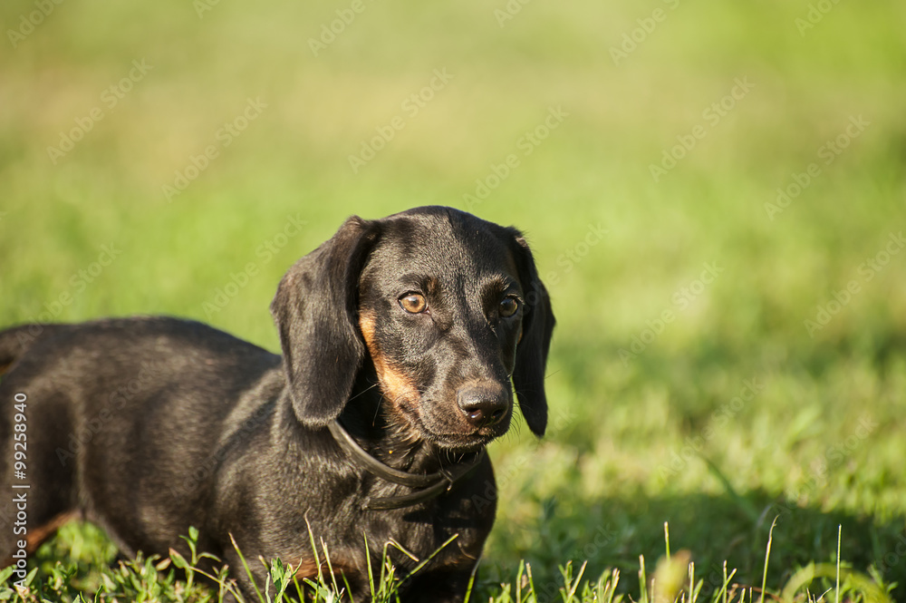 black beauty puppy on the grass in park