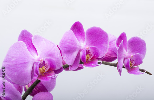 Fototapeta Naklejka Na Ścianę i Meble -  Pink streaked orchid flower, isolated on white background