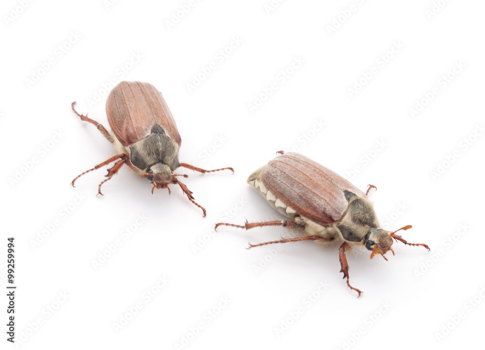 Two may beetles. Two may beetles.