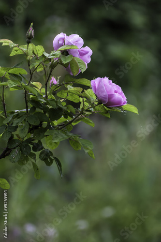 composizione verticale di un gruppo di rose sbocciate e boccioli immerse nel verde  photo