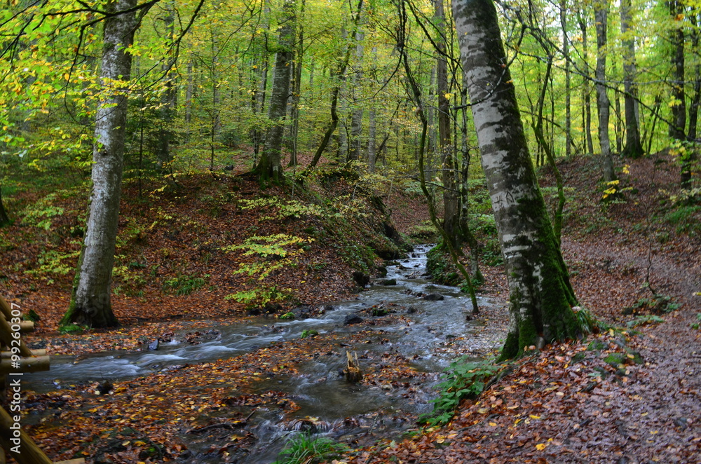 Obraz premium Autumn in the Forest
