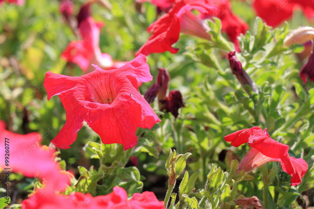 Close-up flowers of red petunias
