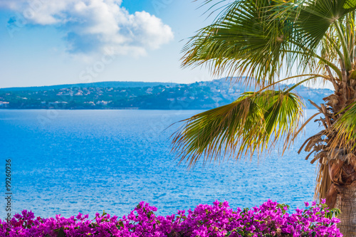 Idyllic seaside view with palm and bougainvillea