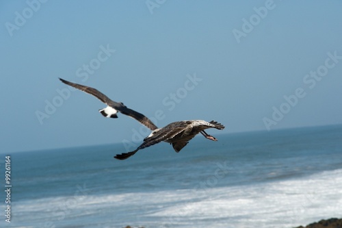 seagull in Morocco