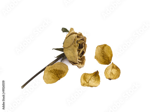Dried rose