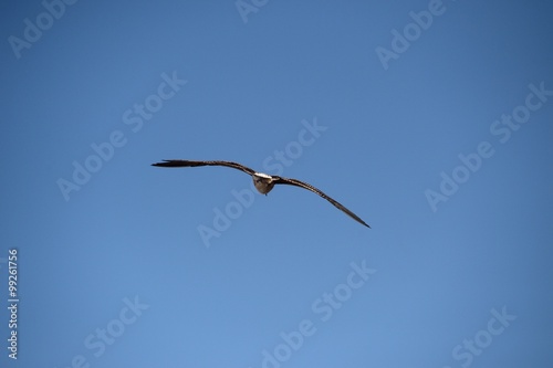 seagull in Morocco