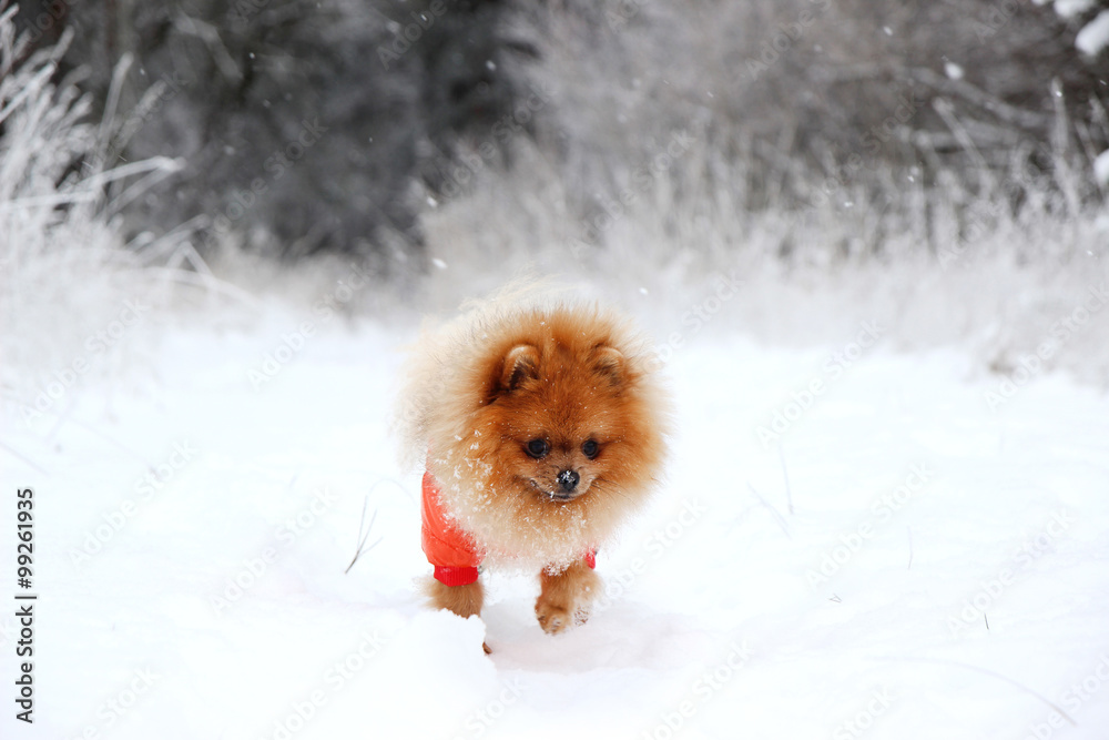 Pomeranian dog in snow. Winter dog. Dog in snow. Spitz in winter forest. Pomeranian dog in snow. Winter dog. Dog in snow. Spitz in winter forest.