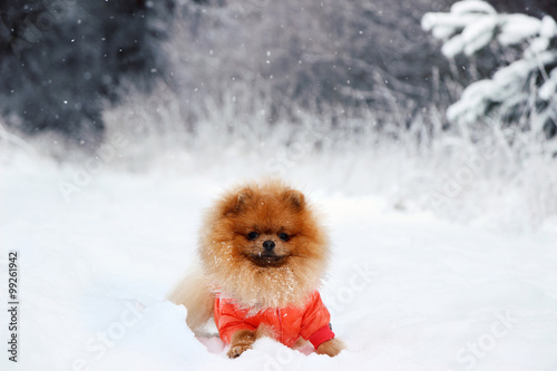 Pomeranian dog in snow. Winter dog. Dog in snow. Spitz in winter forest.  © Agnes