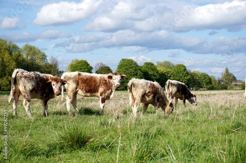 Small group of four young English Longhorn bullocks, some grazing and some looking at the camera, in a springtime British meadow. Blue sky with clouds, sunny.