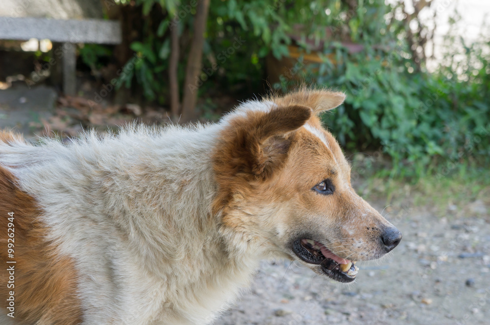 poor dog look at something poor dog look at something