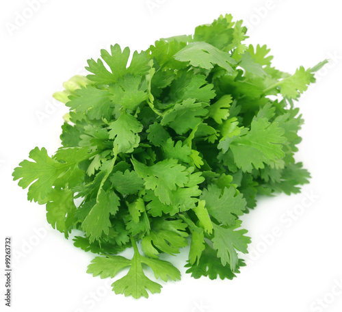 Closeup of coriander leaves