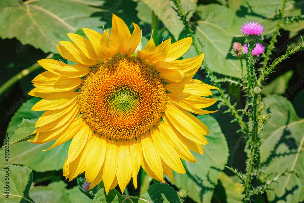 Obraz premium Sunflower and Plumeless Thistles