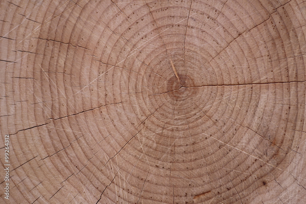 Fototapeta premium Słoje sosnowe