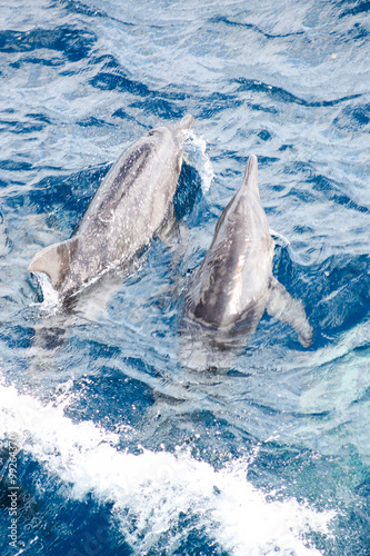 Rough-toothed dolphins  Steno bredanensis  bowriding