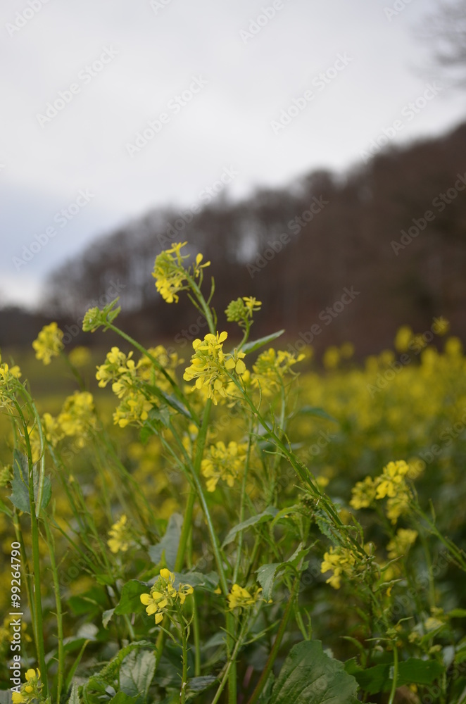 Obraz premium Rapsfeld im Winter