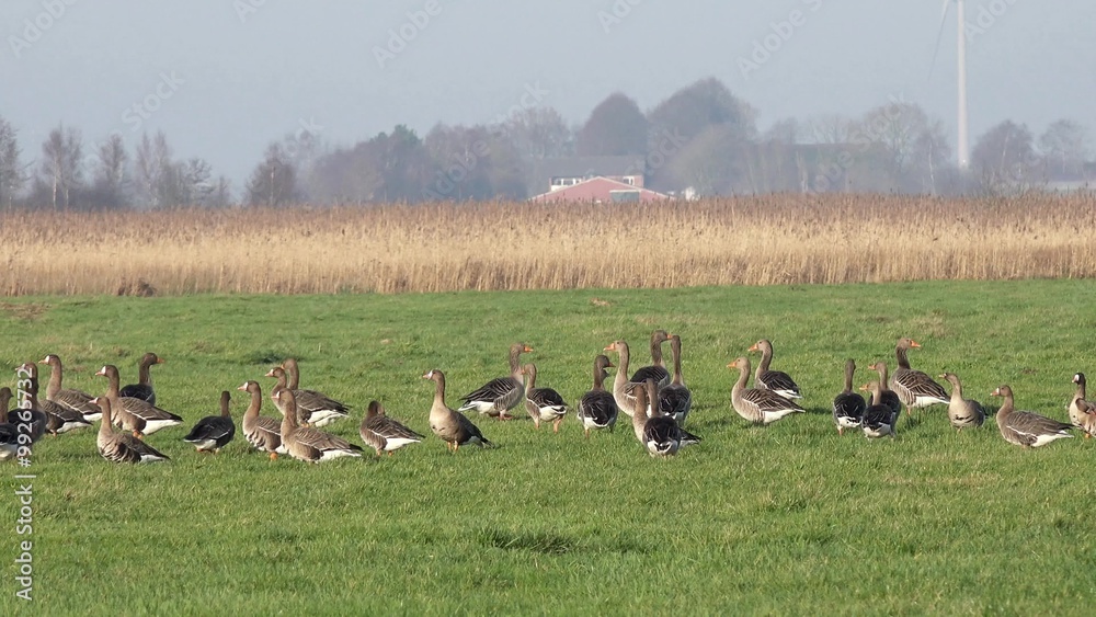 wild geese standing on the field and looking for food wild geese standing on the field and looking for food