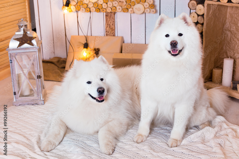 Samoyed dog near christmas decoration. White fluffy dog.