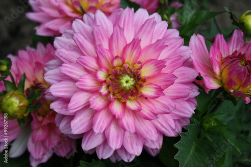 dahlien  pink  blumen  bl  ten  dahlia